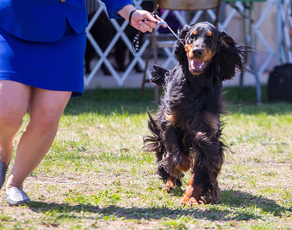 Gordon Setter