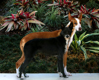 Portuguese Podengo