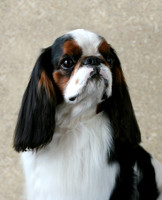 Maibee Orlando the English Toy Spaniel
