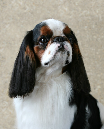 Maibee Orlando - English Toy Spaniel (B&PC)