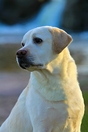 Labrador retriever UKC GrCh Owling's McKilt Trifecta, BN, RN, CGC - "Trey"