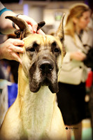 Minneapolis Kennel Club - November 2013