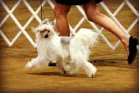 Coulee Kennel Club Dog Show - November 2013