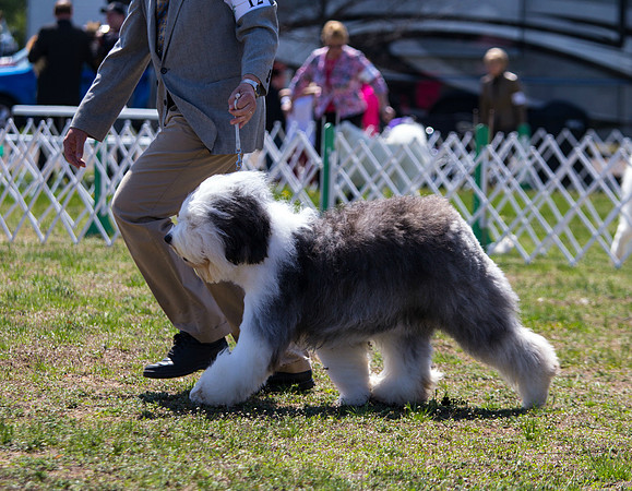 Old English sheepdog
