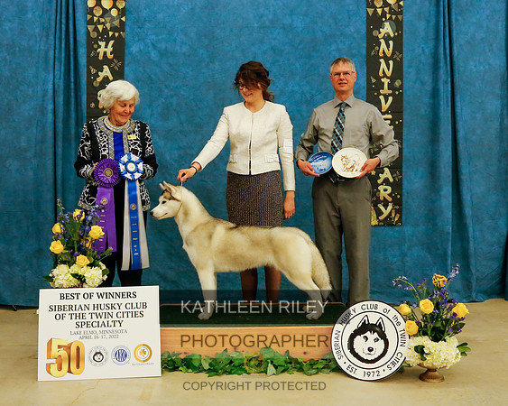 BEST OF WINNERS SUNDAY - TREELINE'S SUCCESSION. WS69474205. 8/5/2020. Bitch. Breeder: Kevin &Mara Snyder. By CH Treeline's The House That Rockne Built CGC - GCHBSnoebear's Lady Fighting Irish At Treel