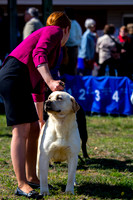 Labrador retriever