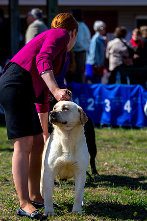 Labrador retriever