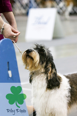 Breed: Petit Basset Griffon Vendeen Name: GCH Celestial CJ's Ringmaster At Talus