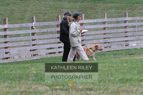 Minnow the Chinook taking the Farm Dog Certified Test October 2017 at Purina Farms