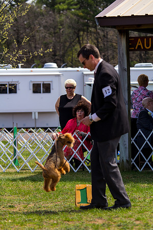 Lakeland terrier