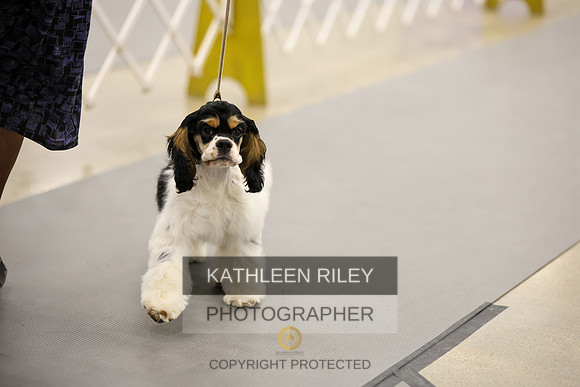 SJLT5634