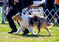 Rough collie