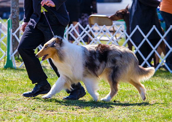 Rough collie