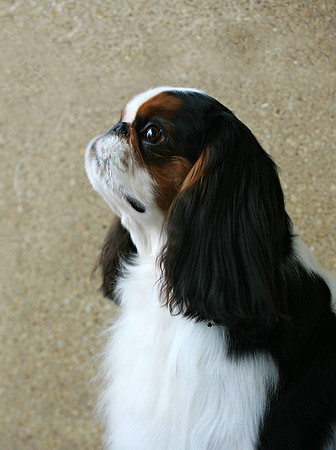Maibee Orlando - English Toy Spaniel (B&PC)