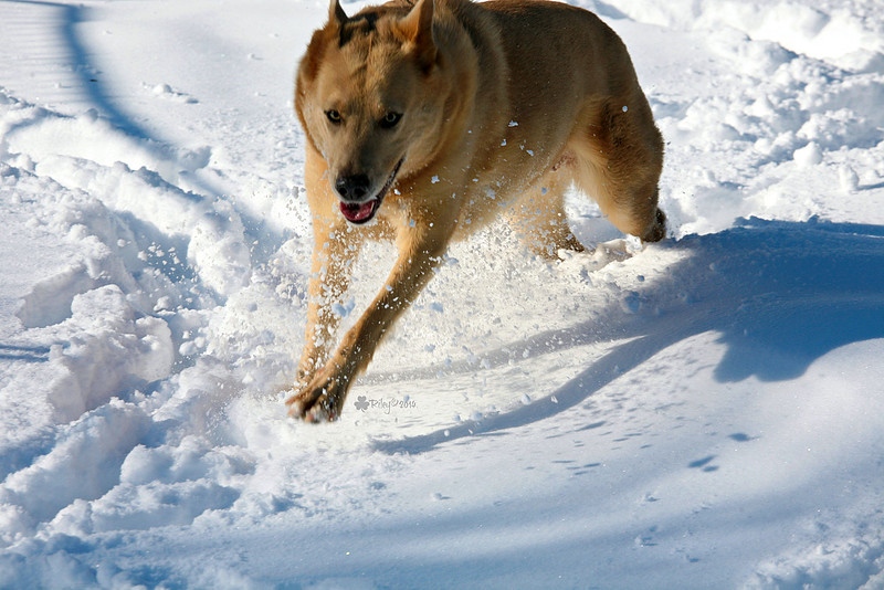 The Beej - a beautiful Chinook dog running in the Minnesota winter snow. 