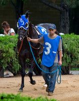 Little Bit Brandy AQHA at Canterbury Park