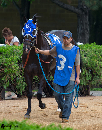 Little Bit Brandy AQHA at Canterbury Park