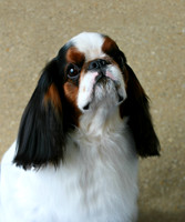 Maibee Orlando - English Toy Spaniel (B&PC)