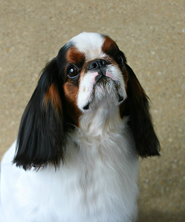 Maibee Orlando - English Toy Spaniel (B&PC)