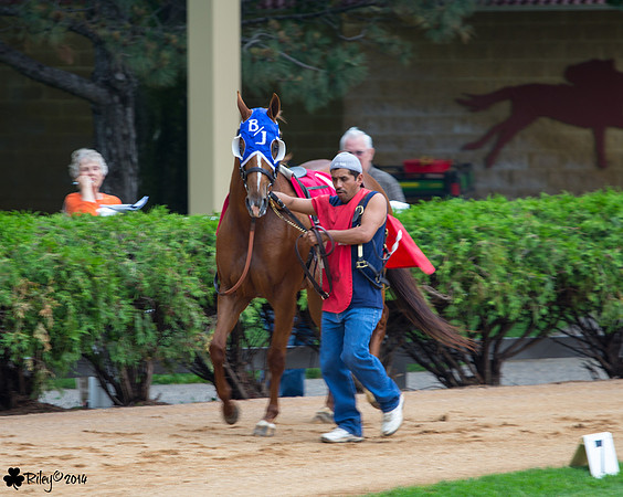 First Down Marie AQHA at Canterbury Park