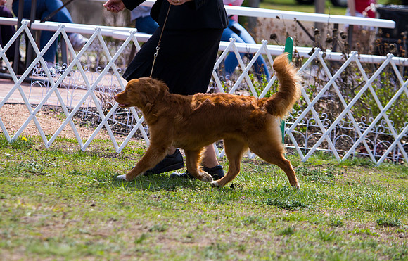 Nova Scotia Duck Tolling retriever