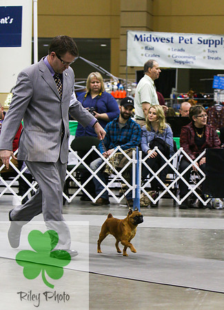 Breed: Brussels Griffon    Name: GCH Fist Face A Penny For Your Thought