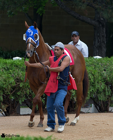 First Down Marie AQHA at Canterbury Park