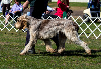 Spinone Italiano