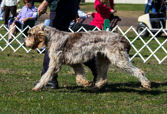 Spinone Italiano