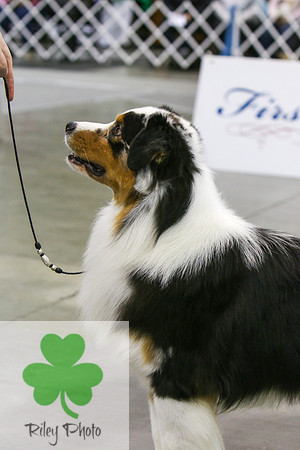Breed: Australian Shepherd Name: Ch. Emptynest Silver "Sterling"