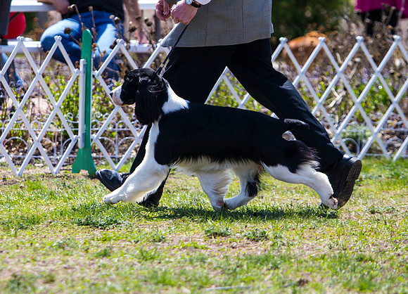 English Springer spaniel
