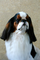 Maibee Orlando - English Toy Spaniel (B&PC)