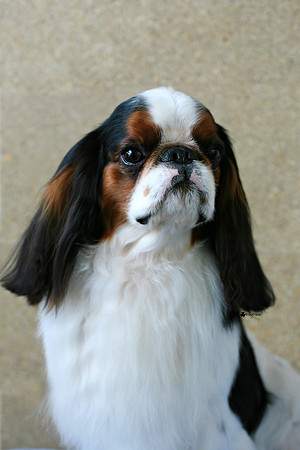 Maibee Orlando - English Toy Spaniel (B&PC)
