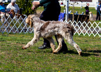 Spinone Italiano