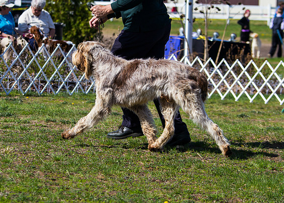 Spinone Italiano