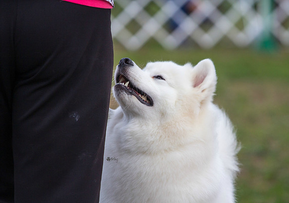 Samoyed