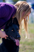 German shepherd dog