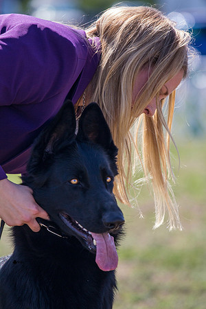 German shepherd dog