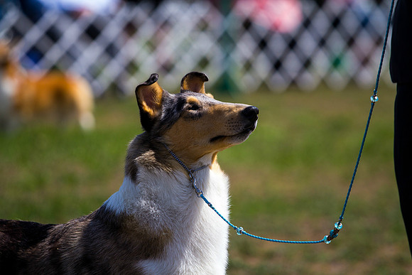 Smooth collie