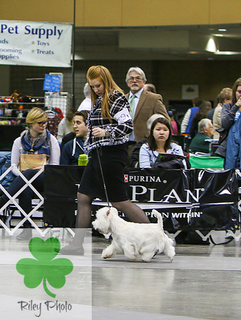 Breed: West Highland White TerrierName: Shalreign's The Love Bug