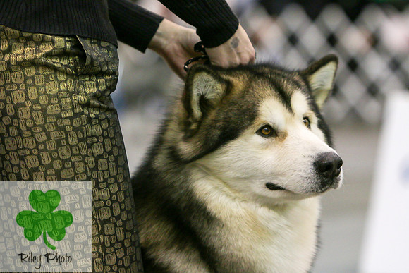 Breed: Alaskan Malamute