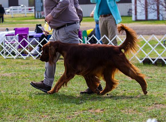 Irish Setter