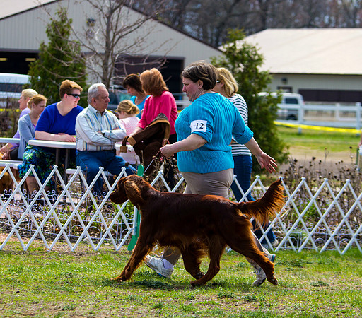 Irish Setter