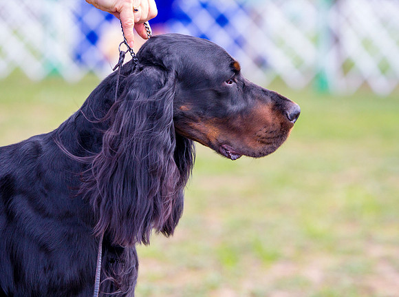 Gordon setter