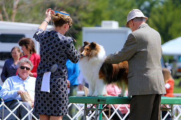 Shetland sheepdog