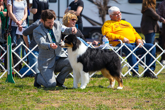 Australian shepherd