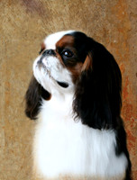 Maibee Orlando - English Toy Spaniel (B&PC)