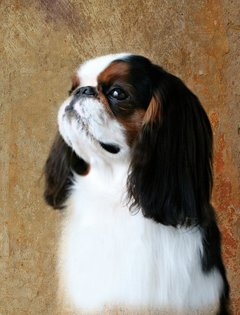 Maibee Orlando - English Toy Spaniel (B&PC)