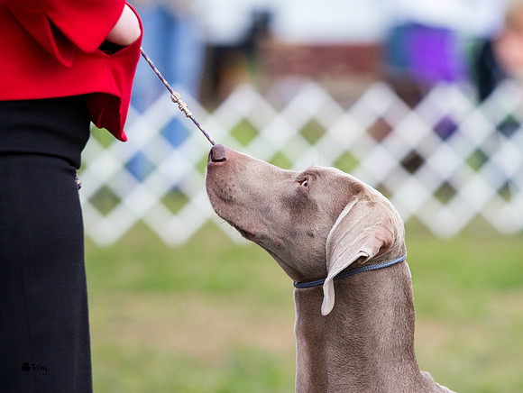 Weimaraner