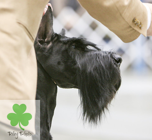 Breed: Giant SchnauzerName: GCH Nightline Viking At Tanglewood